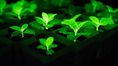 Tato fotografie ukazuje samosvíticí rostliny, které vyp�stovala spole�nost...