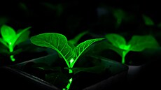 Tato inovace vyu�ívající pokro�ilé genetické in�enýrství slibuje revoluci v...