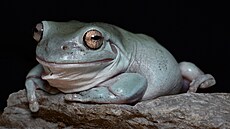 �ába rosice siná v olomoucké zoo.