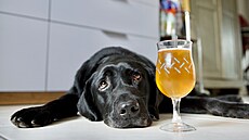 Psi nemají enzym etanoldehydrogenázu, který u lidí alkohol odbourává. I malé...