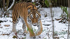 Velmi dob�e je k venkovn�mu pobytu po celou zimu p�izp�soben tygr ussurijsk�.