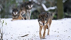Vlci jsou podle Pavla Brandla nejv�t�� otu�ilci pra�sk� zoo.