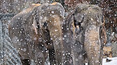 Kdy� nen� n�led�, chod� sloni do v�b�hu okolo poledne, ka�d� r�no se toti� myj�...