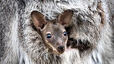 Klokani maj� ml��ata i dvakr�t do roka, tak�e i v zim� m��eme pozorovat, jak...