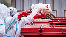 V Habrech na Havlí�kobrodsku za�ala likvidace chovu slepic, v n�m� se vyskytla...