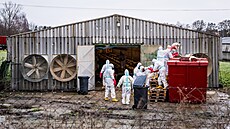 V Habrech na Havlí�kobrodsku za�ala likvidace chovu slepic, v n�m� se vyskytla...