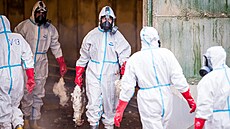 V Habrech na Havlí�kobrodsku za�ala likvidace chovu slepic, v n�m� se vyskytla...