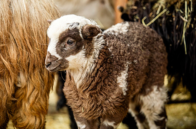 Jedno ministerstvu Česku chybí, jedno naopak přebývá. Sblíží se venkov a města?