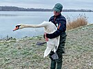 Tom� Oplock� zachra�uje labut� dlouh� roky.