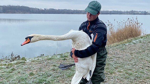 Tom� Oplock� zachra�uje labut� dlouh� roky.