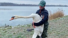 Tomá� Oplocký zachra�uje labut� dlouhé roky.