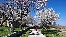 Kvetoucí mandlon� v Baudinard (13. srpna 2019)