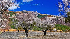 Kvetoucí mandlon� v oblasti Alpes de Haute Provence (5. dubna 2018)