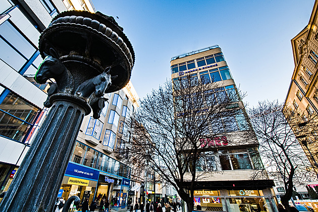 Javory v centru Brna pokácejí kvůli stavbě kolektoru, zvažované přesazení padlo