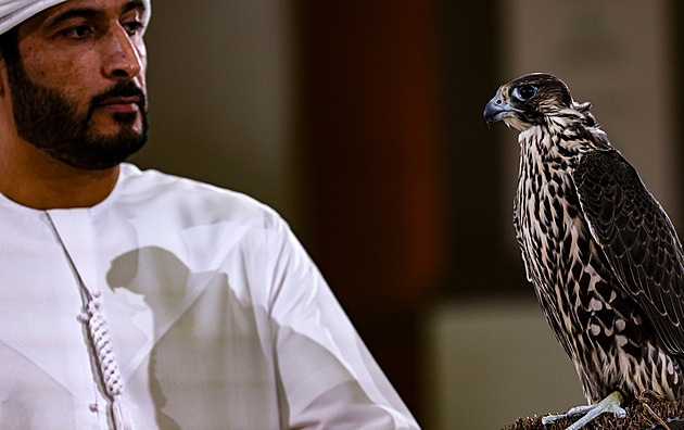 Z Británie mizí mláďata sokolů. Stopa vede na Blízký východ, tvrdí vyšetřování