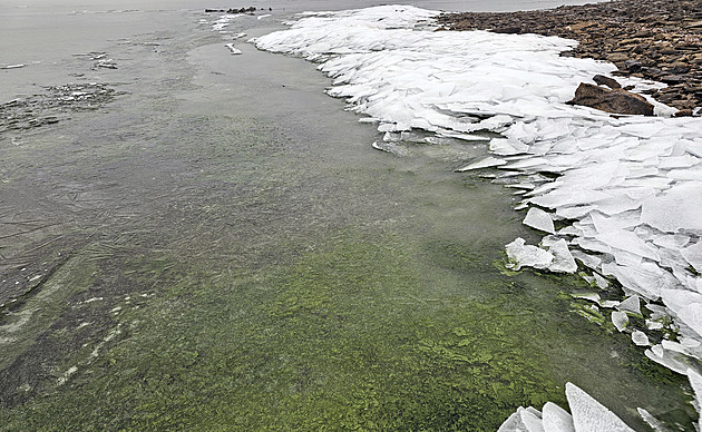 Zelený led na Lipně zachytila i družice Copernicus, změnu barvy způsobily sinice