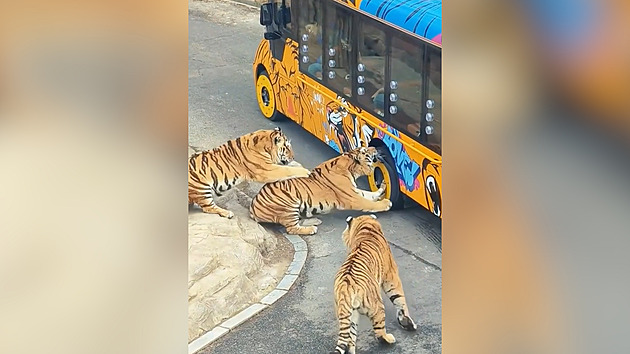Pojďte pane, budeme si hrát po čínsku. Tygr se zakousl do autobusu a zasekl se