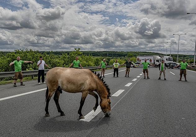 Šťastné konce obyvatel pražské zoo. Chovatelé loni zachraňovali koně i želvy