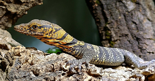 První letošní přírůstek a hned rarita. V plzeňské zoo se narodil vzácný varan