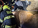 Hasi�i vypro��uj� kon�, kter� uv�zl ve st�ji v Nov� D�din� na Krom���sku....