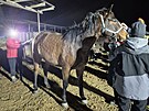 Hasi�i vypro��uj� kon�, kter� uv�zl ve st�ji v Nov� D�din� na Krom���sku....