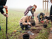 Sázení strom� díky Starbucks