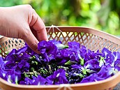 Indie sází na modré kv�ty. Rostlina klitorie se má stát novým byznysem. (8....