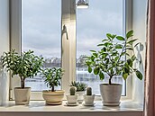 S nedostatkem slune�ního svitu se �ada pokojových rostlin �patn� vyrovnává,...