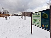 Nejmlad�í alejí nominovanou do sout�e je Studentská v Sokolov�.