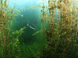 Pod hladinou jezera Most.