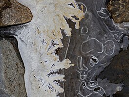 Mrazivé po�así d�lá divy, pro o�i je to pastva.