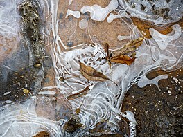 Mrazivé po�así d�lá divy, pro o�i je to pastva.