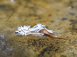 Mrazivé po�así d�lá divy, pro o�i je to pastva.