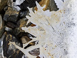 Mrazivé po�así d�lá divy, pro o�i je to pastva.