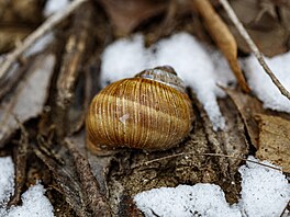 Mrazivé po�así d�lá divy, pro o�i je to pastva.