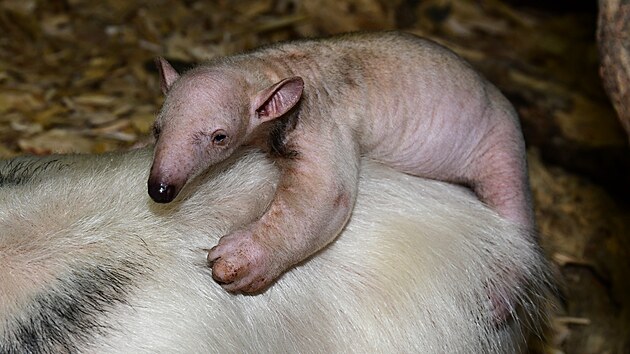 Mravene�n�k se narodil p�r dn� p�ed V�nocemi, titul posledn�ho ml�d�te roku...