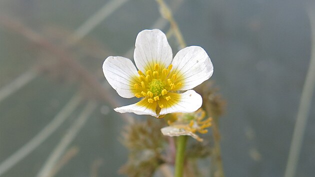 Unik�tn� k��enec laku�n�k�, objeven� v�dci v zatopen�ch p�skovn�ch na st�edn� Morav�, pom�h� objasnit ran� f�ze evoluce vodn�ch rostlin. (7. ledna 2026)