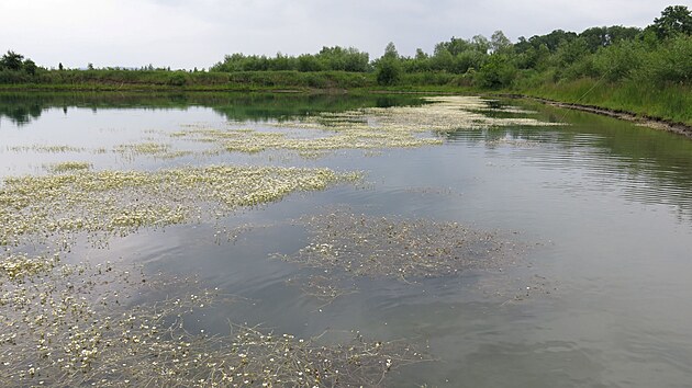 Unik�tn� k��enec laku�n�k�, objeven� v�dci v zatopen�ch p�skovn�ch na st�edn� Morav�, pom�h� objasnit ran� f�ze evoluce vodn�ch rostlin. (7. ledna 2026)