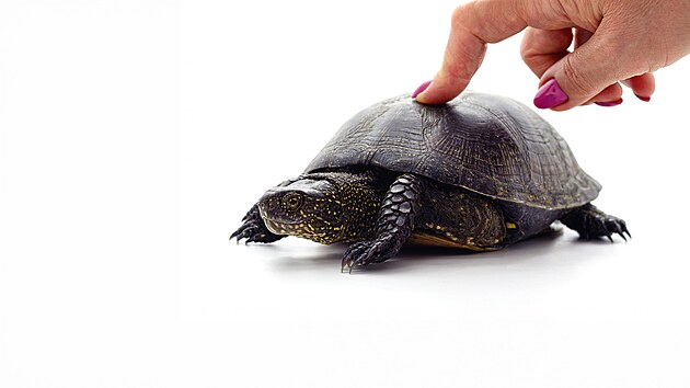 Slow food, slow fashion, slow gardening... Anglický výraz pro slovo pomalu na...