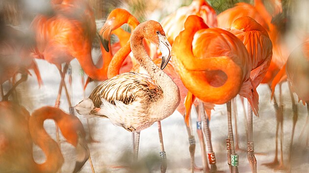 Plame��ci kub�n�t� pat�� k symbol�m ostravsk� zoologick� zahrady, hejno nyn� ��t� 65 kus�. Fotografii p�ed n�kolika dny zem�el� samice zoo nem� k dispozici. (5. ledna 2026)