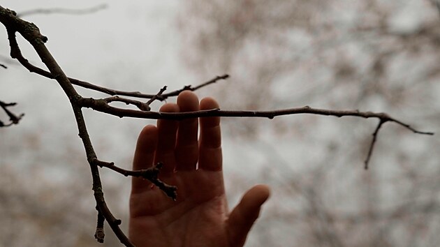 Recept�� prima n�pad�, ovocn� strom, zima, ovocn�� Karel Marou�ek, sb�r roub�