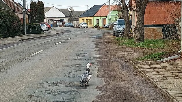 Ka�ena blokovala silnici v ��sti Znojma (7. ledna 2026)