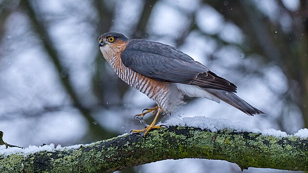 U krm�tek je mo�n� �asto zahl�dnout i dravce ��haj�c� na hoduj�c� ptactvo - nap��klad krahujce obecn�ho.