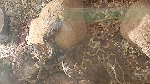 Chovatele z Hrozn�t�na m�lem u�krtila jeho krajta. Ze smrt�c�ho sev�en� jej vysvobodili hasi�i.