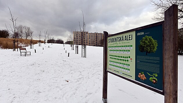 Nejmlad�� alej� nominovanou do sout�e je Studentsk� v Sokolov�.