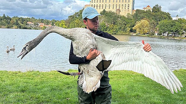 Tomá� Oplocký odchytává zran�nou labu� na jezeru v Plumlov�.