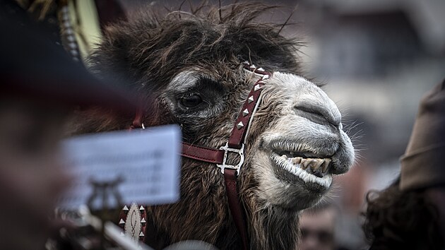 T�i kr�lov� na velbloudech pro�li za zvuku bubn� historick�m centrem Prahy. (5. ledna 2026)