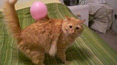 Statická elekt�ina p�ekvapila ko�ku