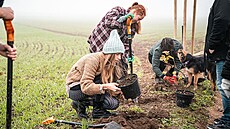Sázení strom� díky Starbucks