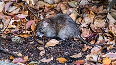 K�e�ek kalifornský